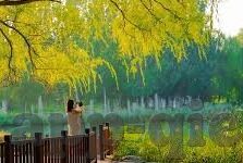 果冻传媒何苗视频-探索果冻传媒何苗视频，创意与艺术的完美融合